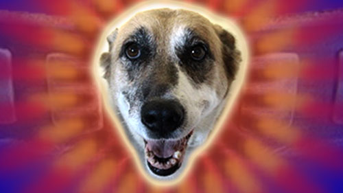 Wonder Pup II: The Rescue